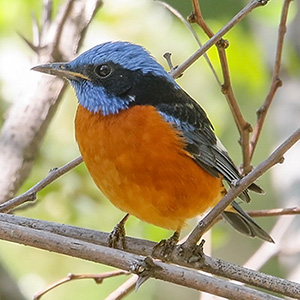 Blue-capped Rock-Thrush